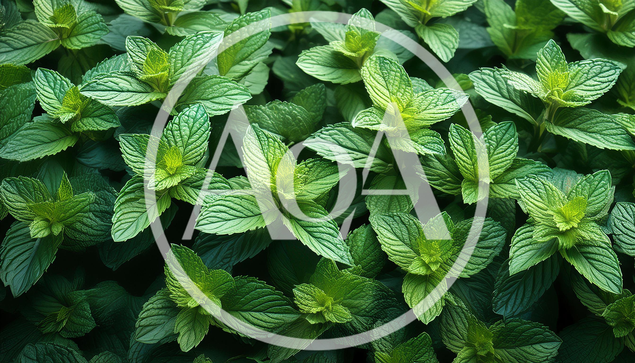 Fresh Green Mint Leaves Growing In A Garden