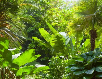 Lush Tropical Jungle Foliage With Palm Trees