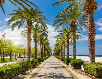 Palm Tree Lined Promenade Along A Sunny Beach