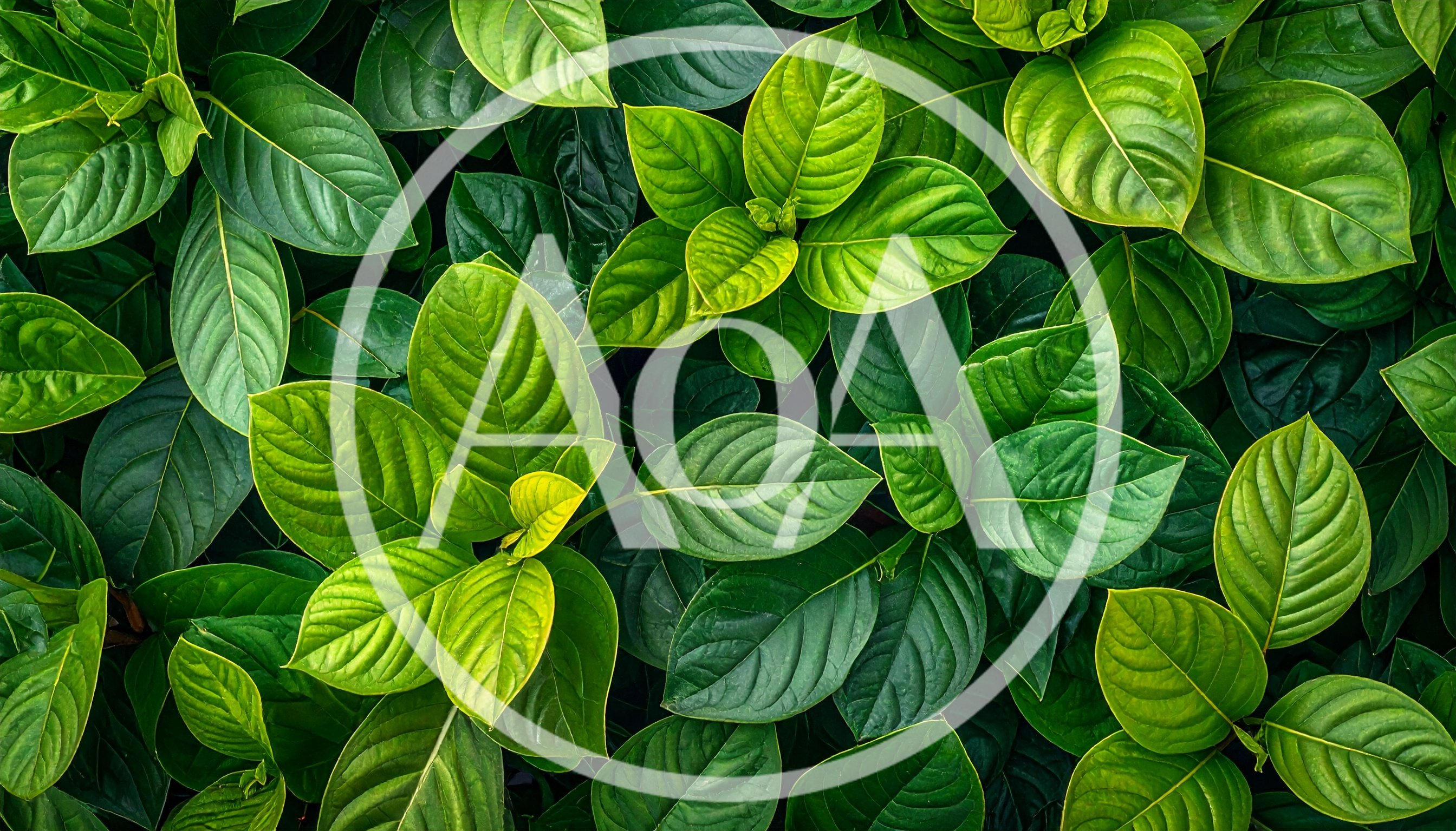 Lush Green Tropical Foliage Background