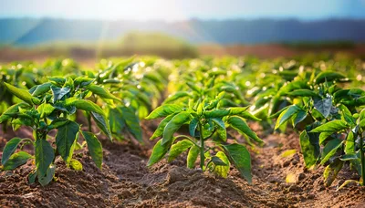 Green Pepper Plants Growing In A Sunny Field