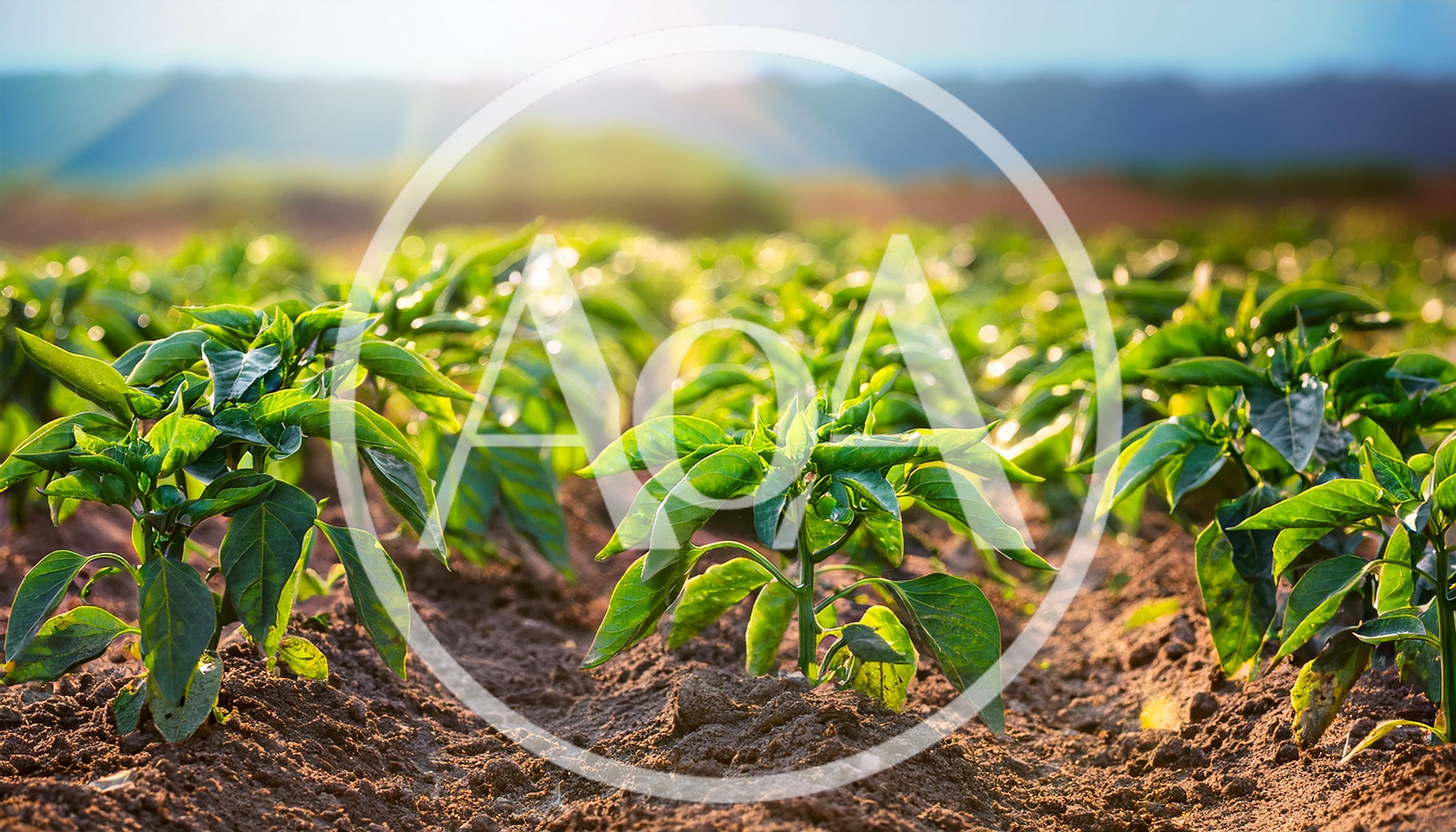 Green Pepper Plants Growing In A Sunny Field