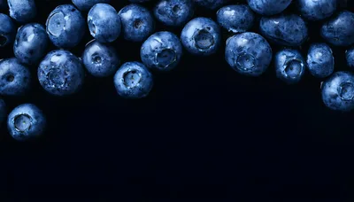 Fresh Blueberries Arranged Along Top Border on Black Background