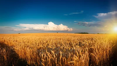Golden Wheat Field Under A Bright Summer Sky