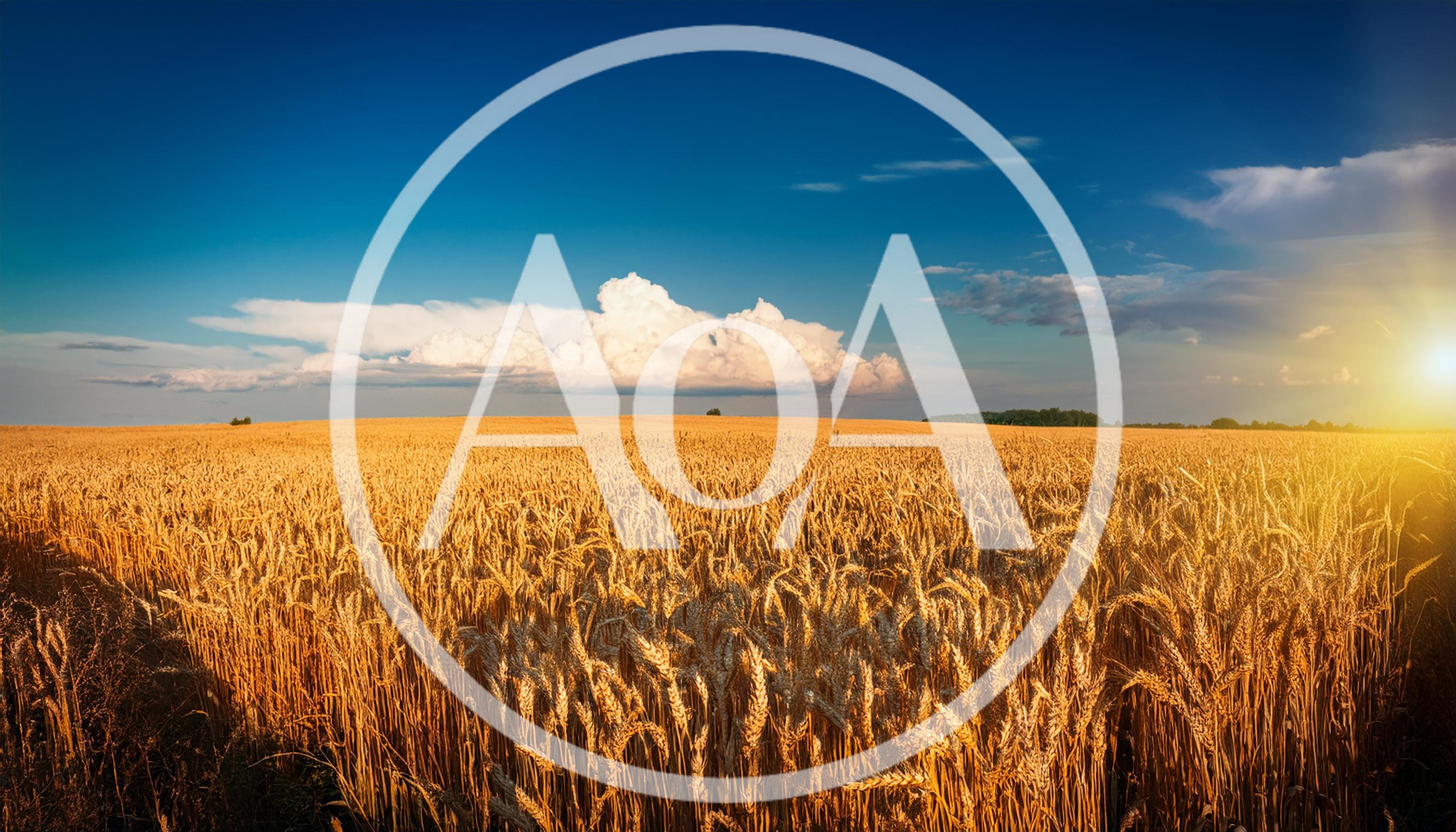 Golden Wheat Field Under A Bright Summer Sky