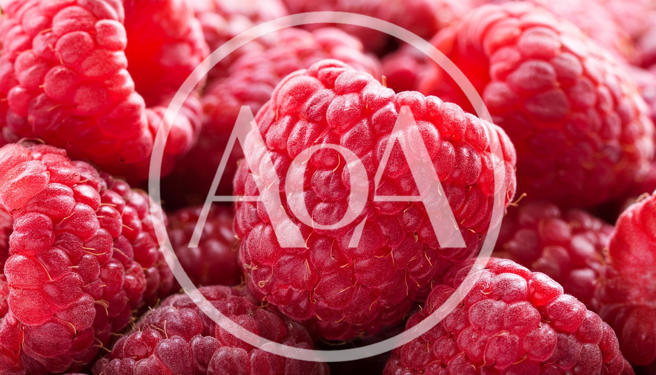Fresh Ripe Raspberries Close Up Macro Shot