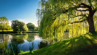 Weeping Willow Tree Overlooking A Calm Pond