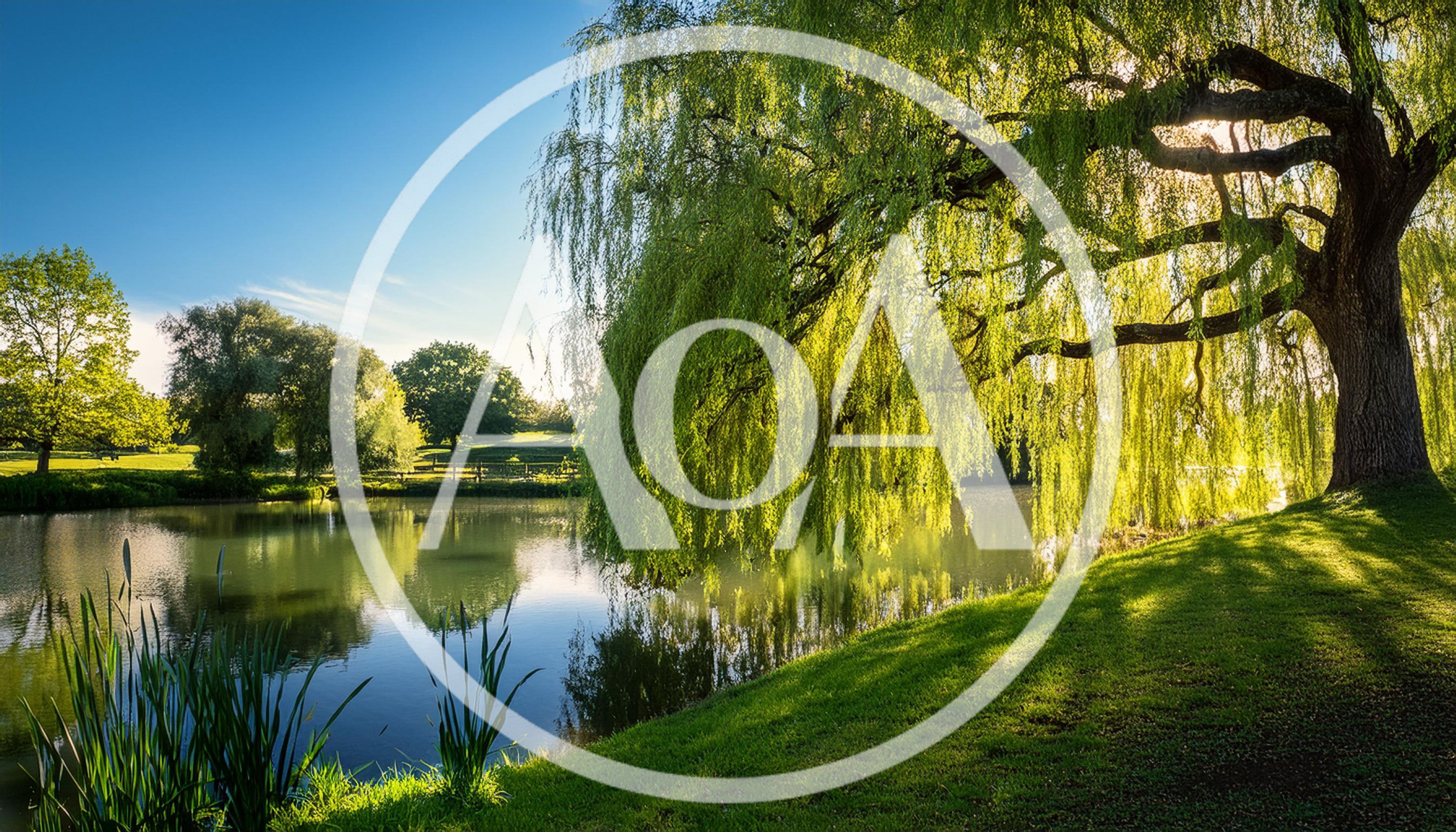 Weeping Willow Tree Overlooking A Calm Pond