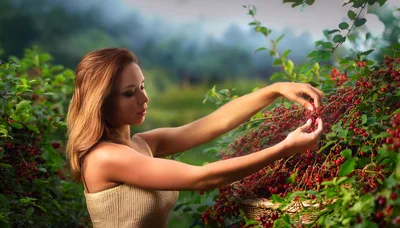 Young Woman Harvesting Fresh Red Currants In A Garden