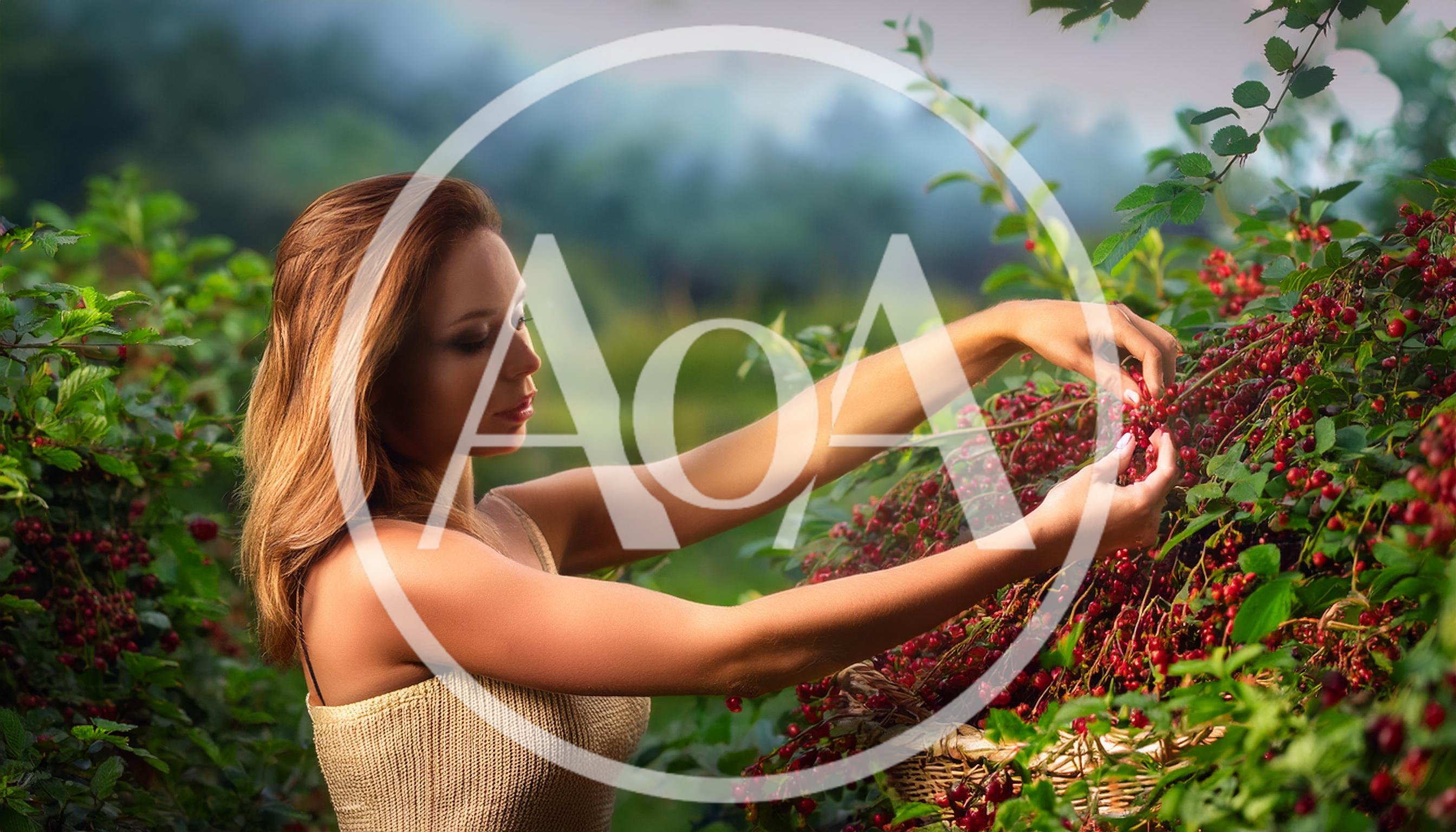 Young Woman Harvesting Fresh Red Currants In A Garden