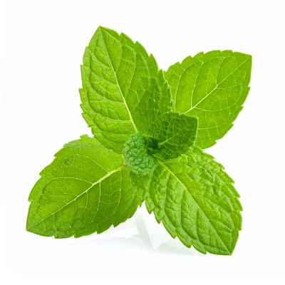 Fresh Green Mint Leaves Isolated On White Background