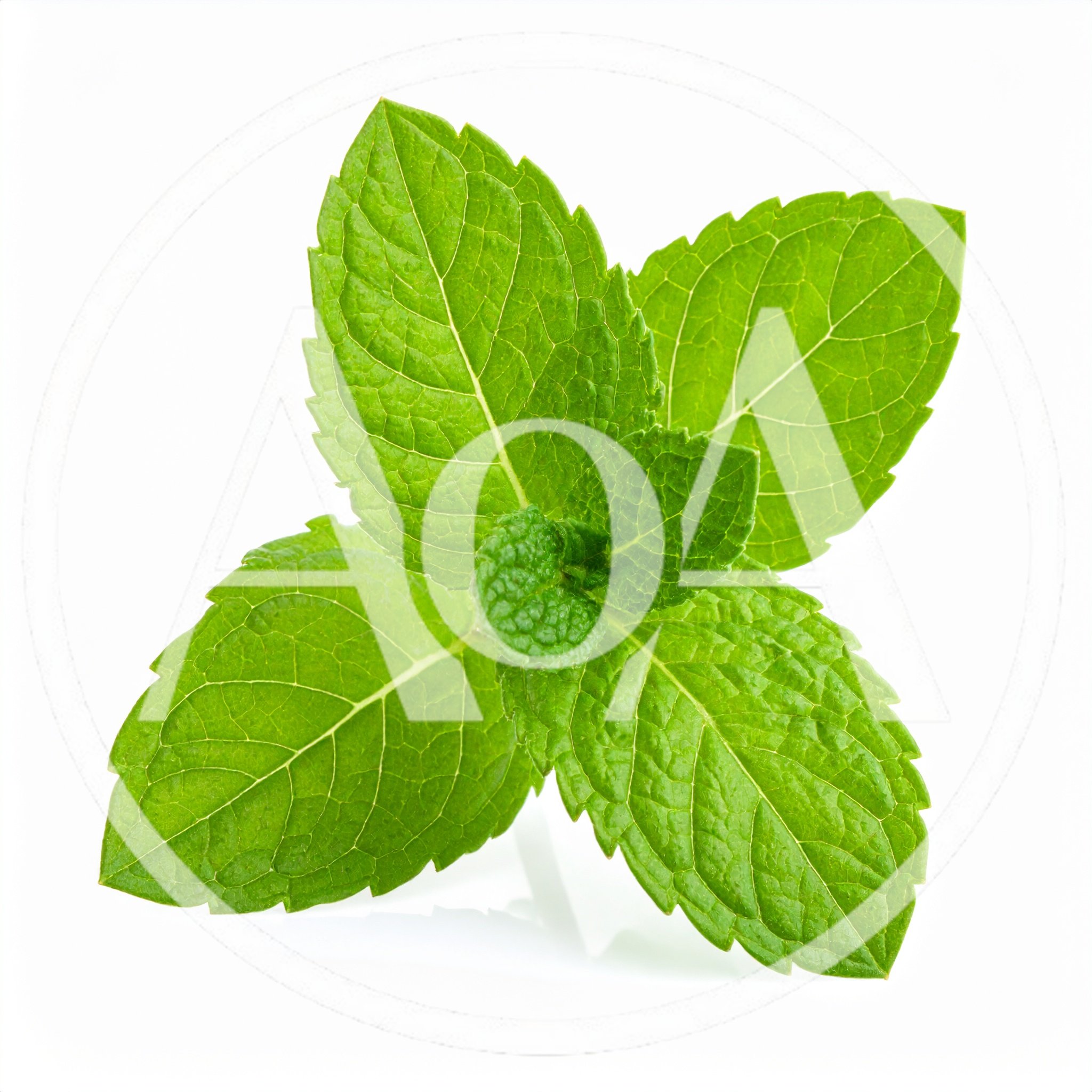 Fresh Green Mint Leaves Isolated On White Background
