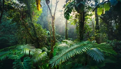 Sunlight Filtering Through Dense Tropical Rainforest Canopy