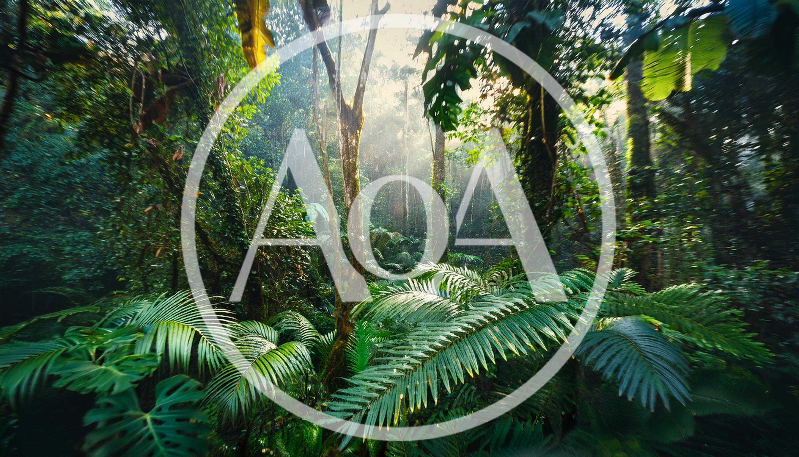 Sunlight Filtering Through Dense Tropical Rainforest Canopy