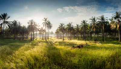 Sunlit Coconut Palm Grove In A Tropical Meadow