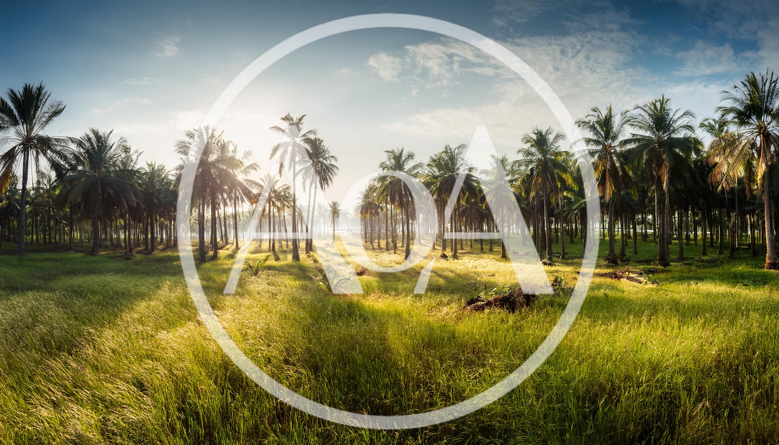 Sunlit Coconut Palm Grove In A Tropical Meadow