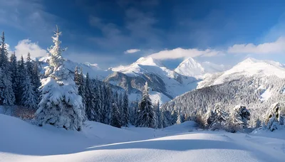 Snow Covered Pine Trees In A Mountain Landscape