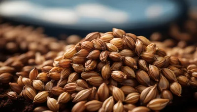 Close Up Of Dried Coriander Seeds