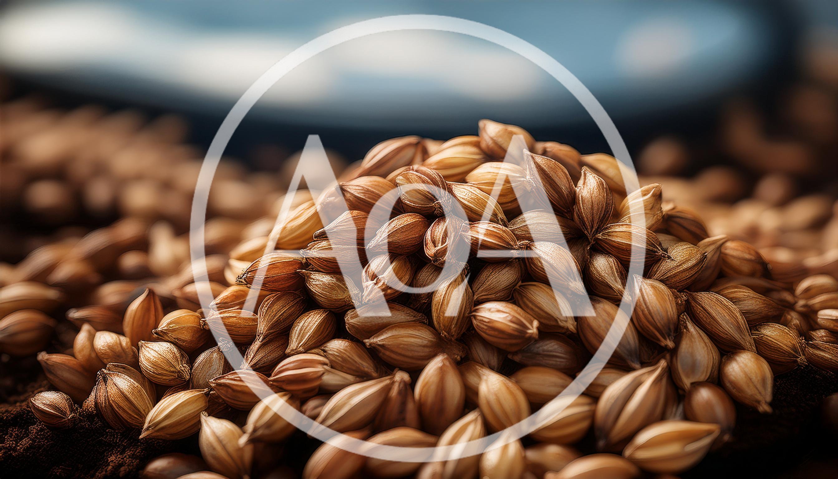 Close Up Of Dried Coriander Seeds