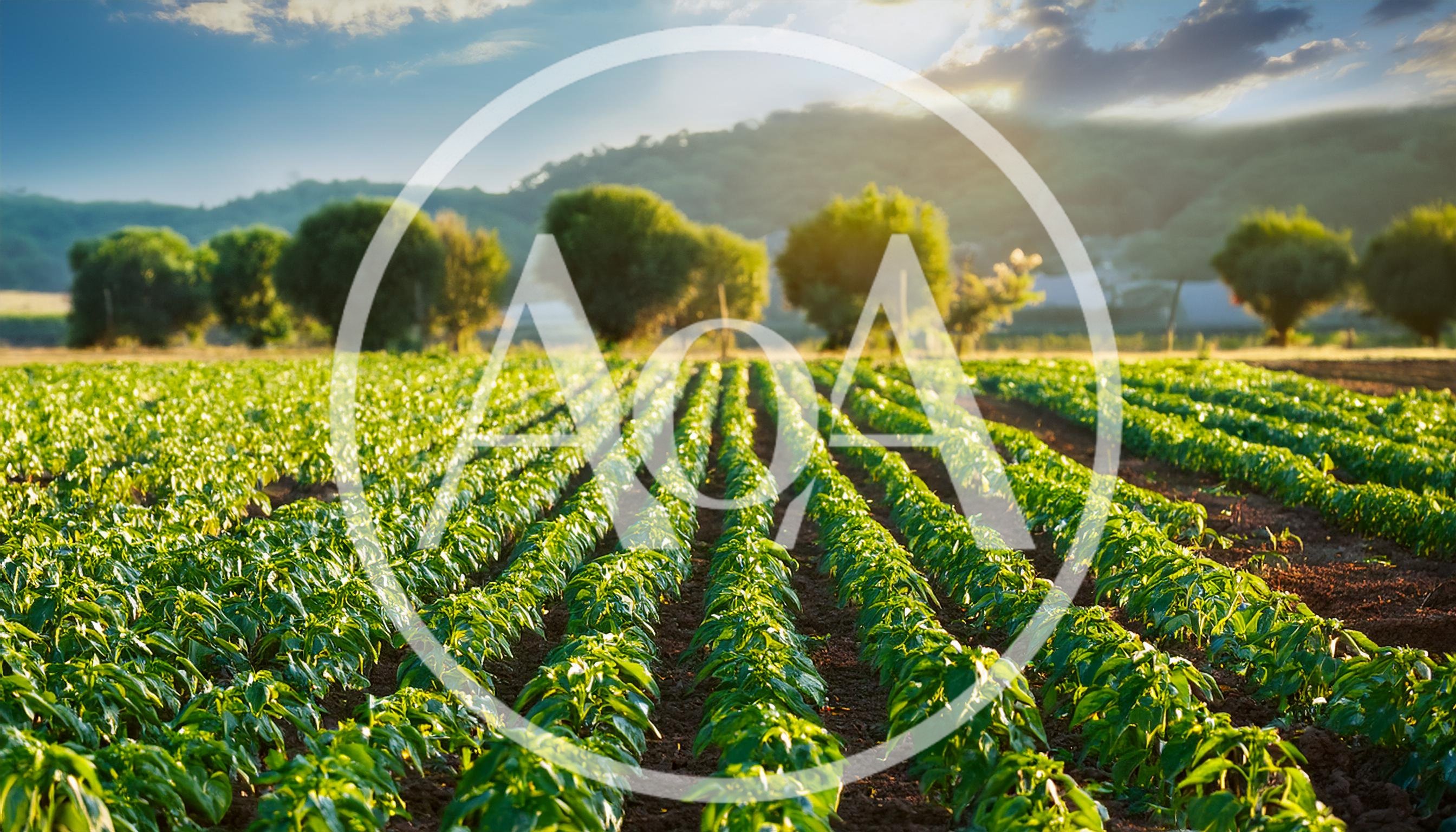 Rows Of Green Pepper Plants In A Sunny Field