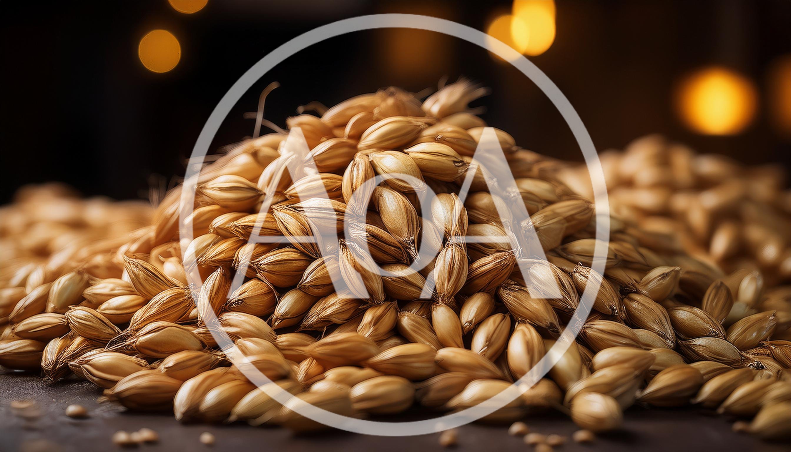 Close Up Pile Of Golden Barley Grains