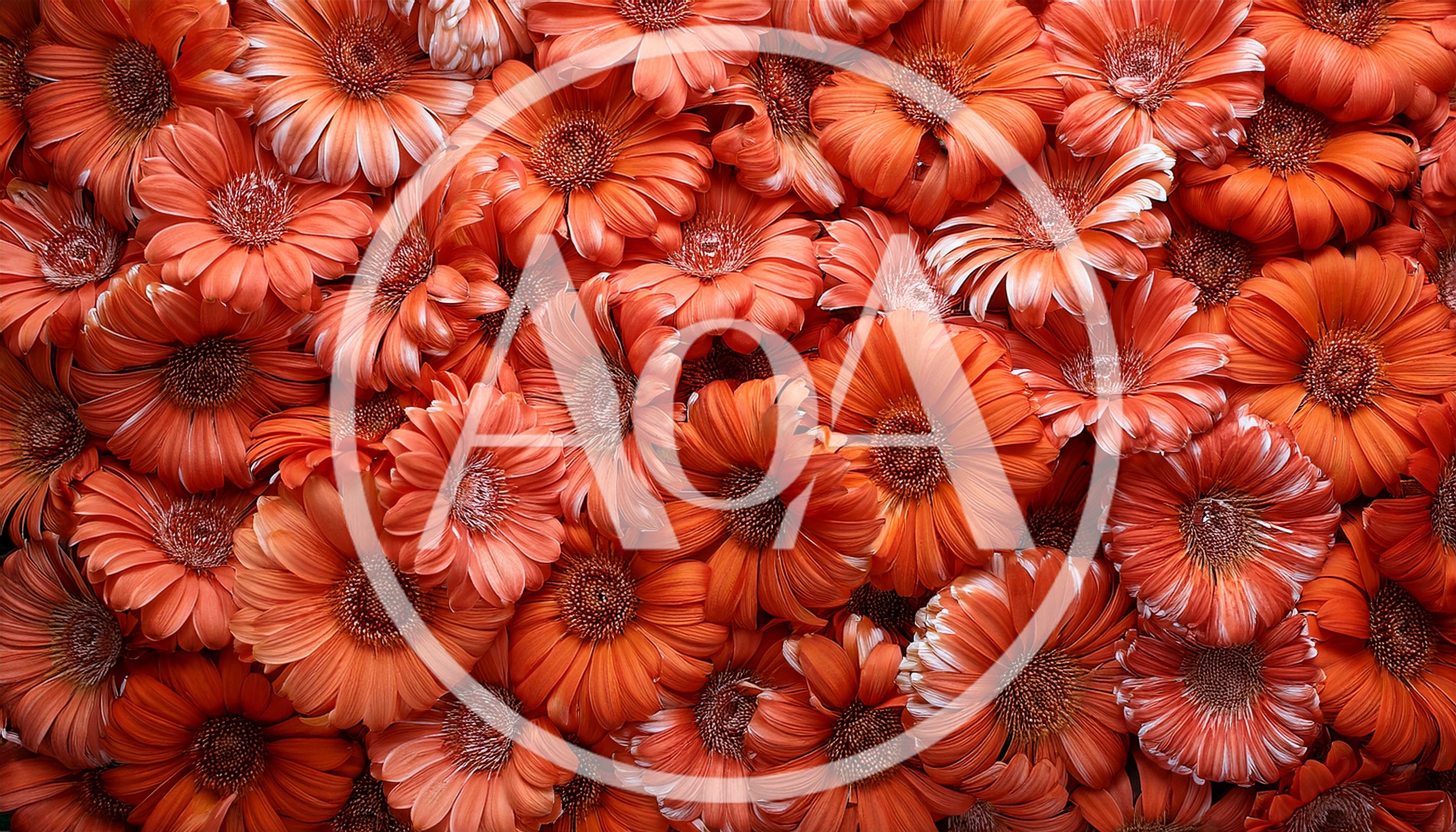 Vibrant Orange Gerbera Daisy Flower Background
