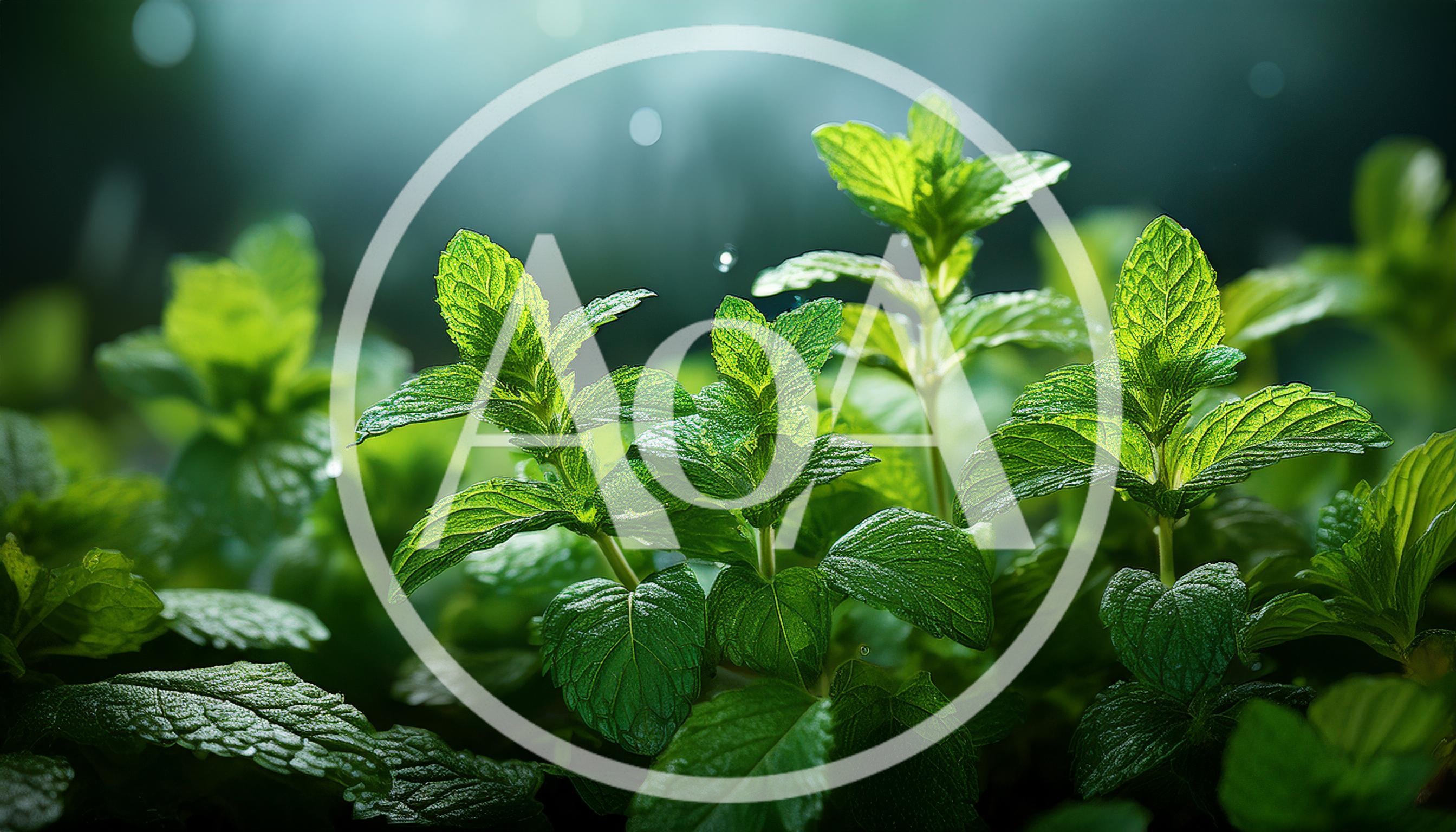 Fresh Green Mint Leaves Growing In A Garden