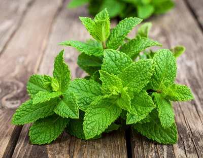 Fresh Green Mint Leaves On Rustic Wooden Table