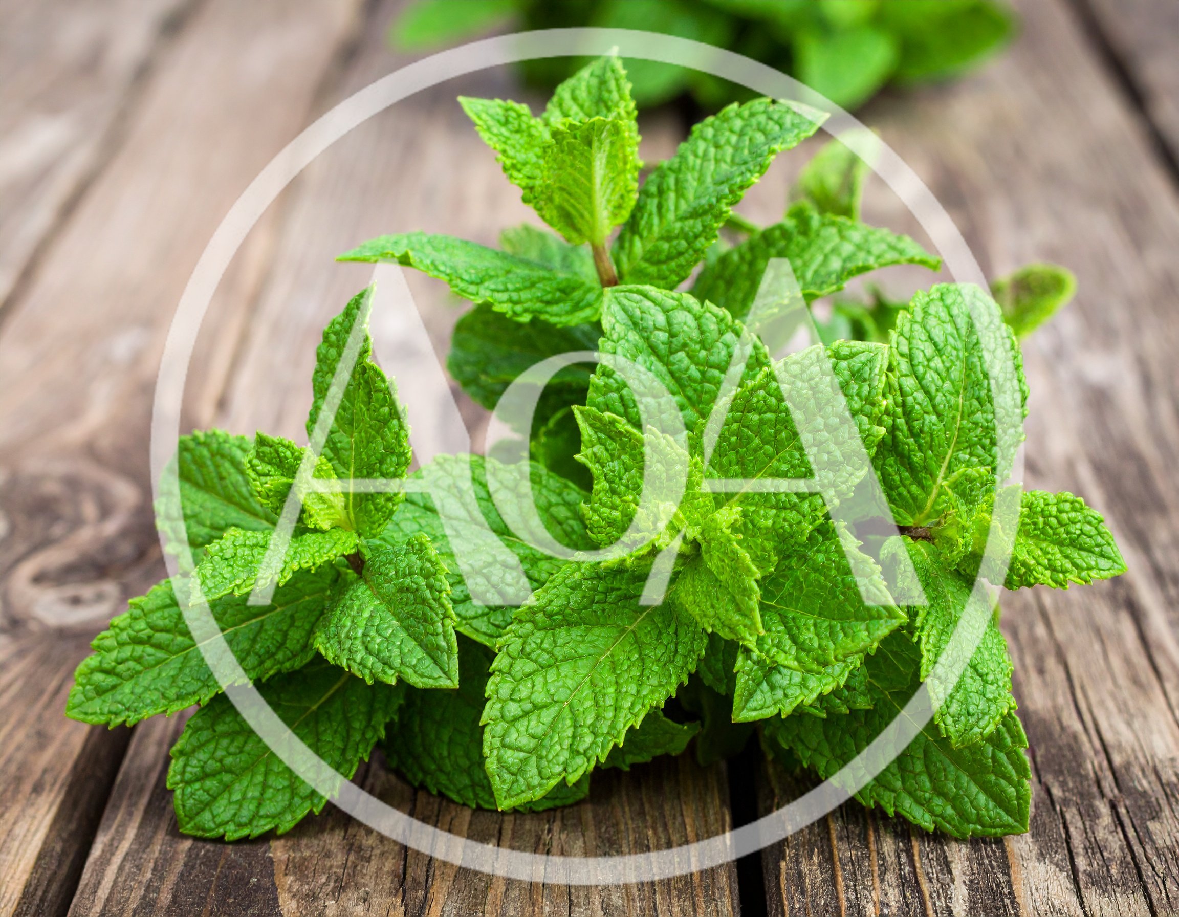Fresh Green Mint Leaves On Rustic Wooden Table