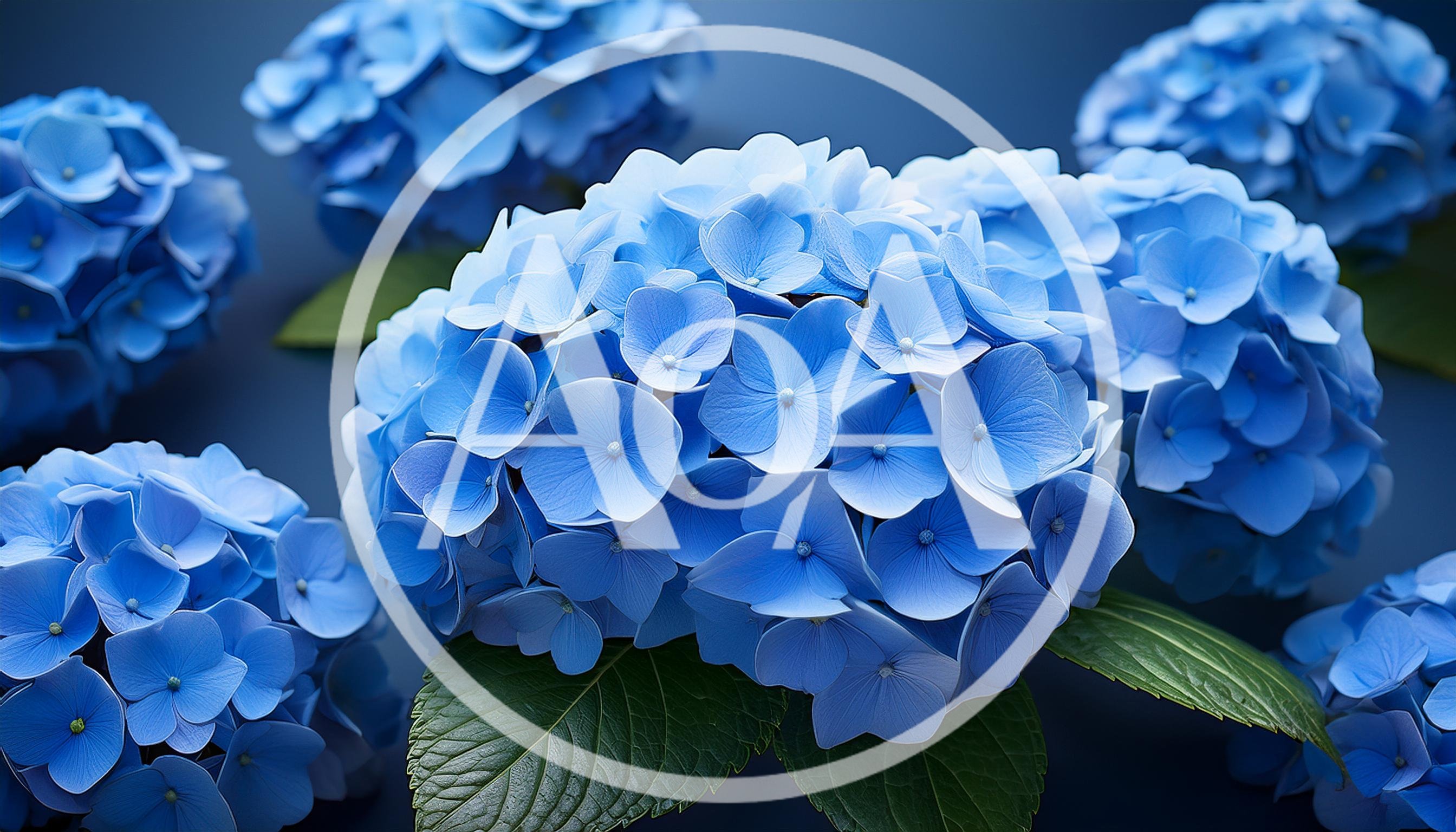 Vibrant Blue Hydrangea Flower Clusters