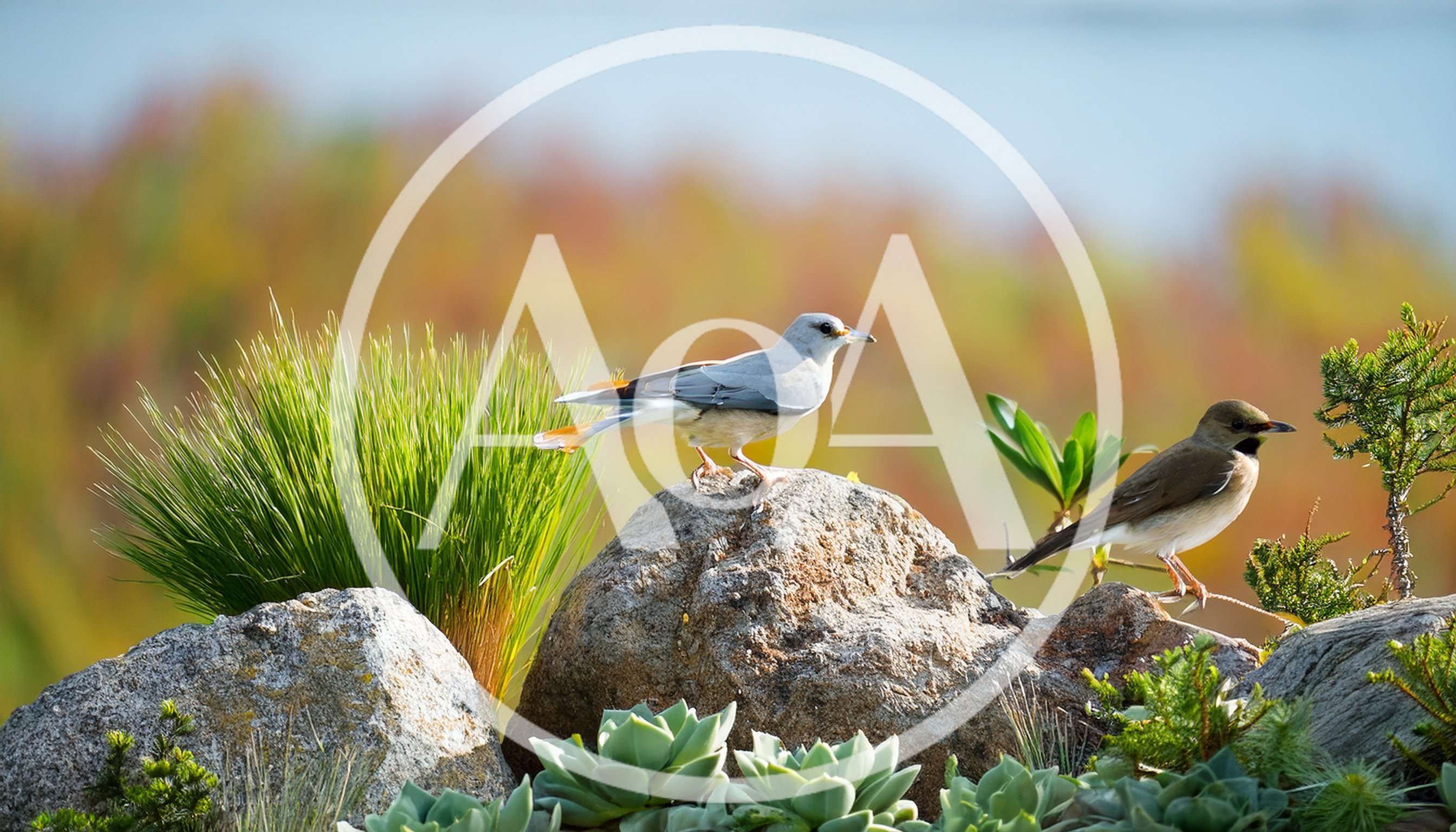Two Birds Perched on Rocks in a Garden