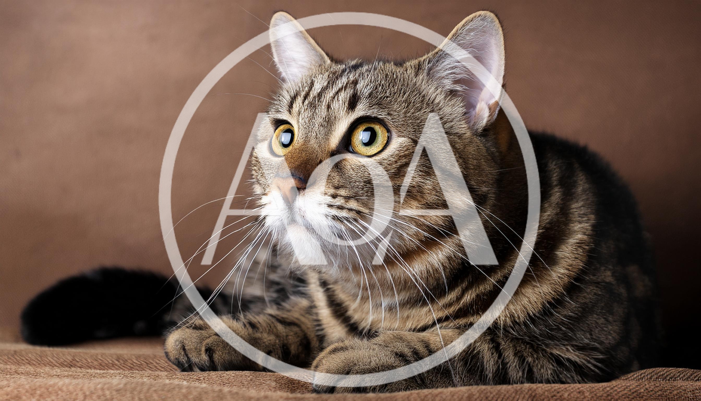 Portrait Of A Tabby Cat Looking Upwards