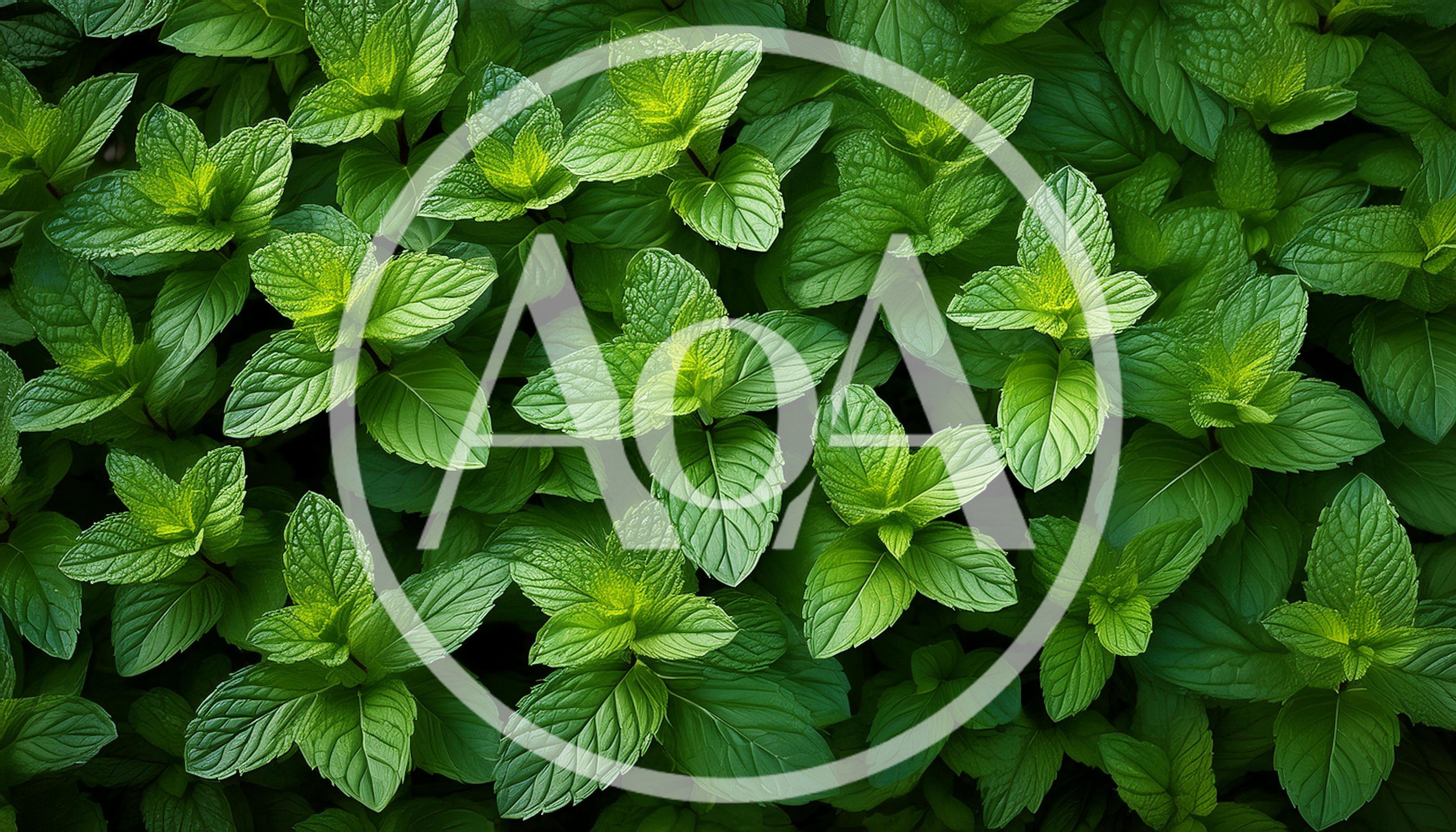 Fresh Green Mint Leaves Background