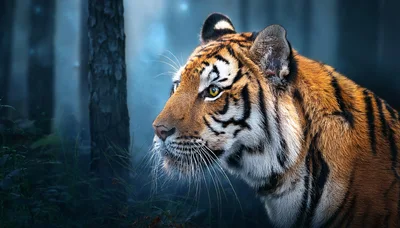 Majestic Tiger Profile In A Misty Forest