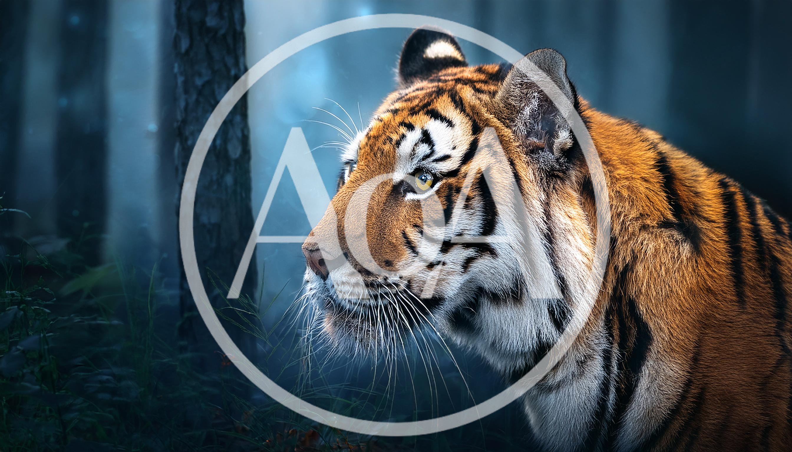 Majestic Tiger Profile In A Misty Forest