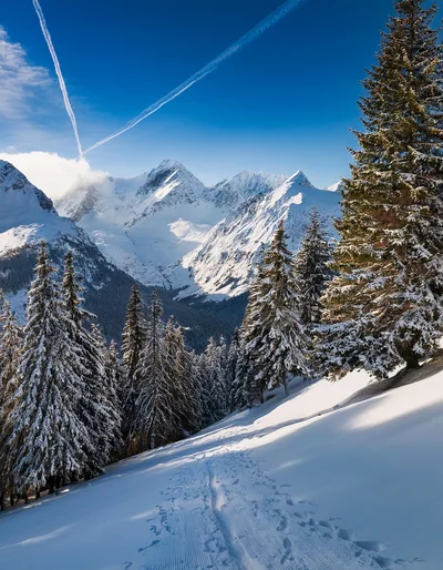 Snowy Mountain Trail Through Pine Forest