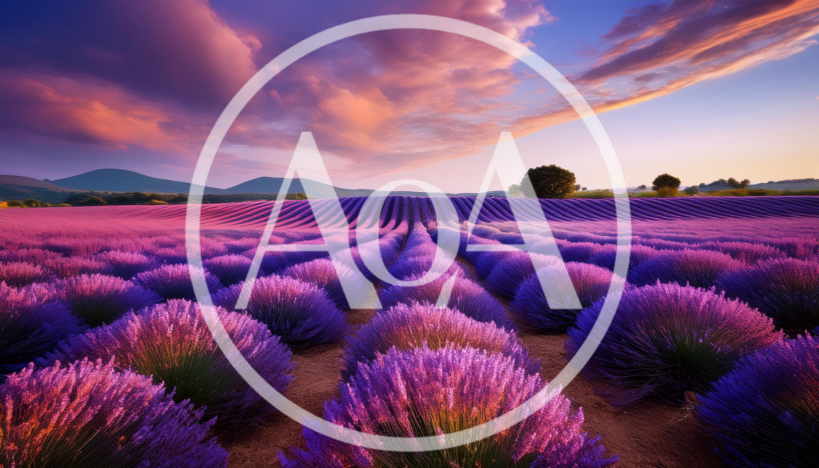 Vibrant Lavender Field Under A Dramatic Sunset Sky