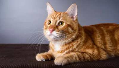 Ginger Tabby Cat Resting On Brown Surface