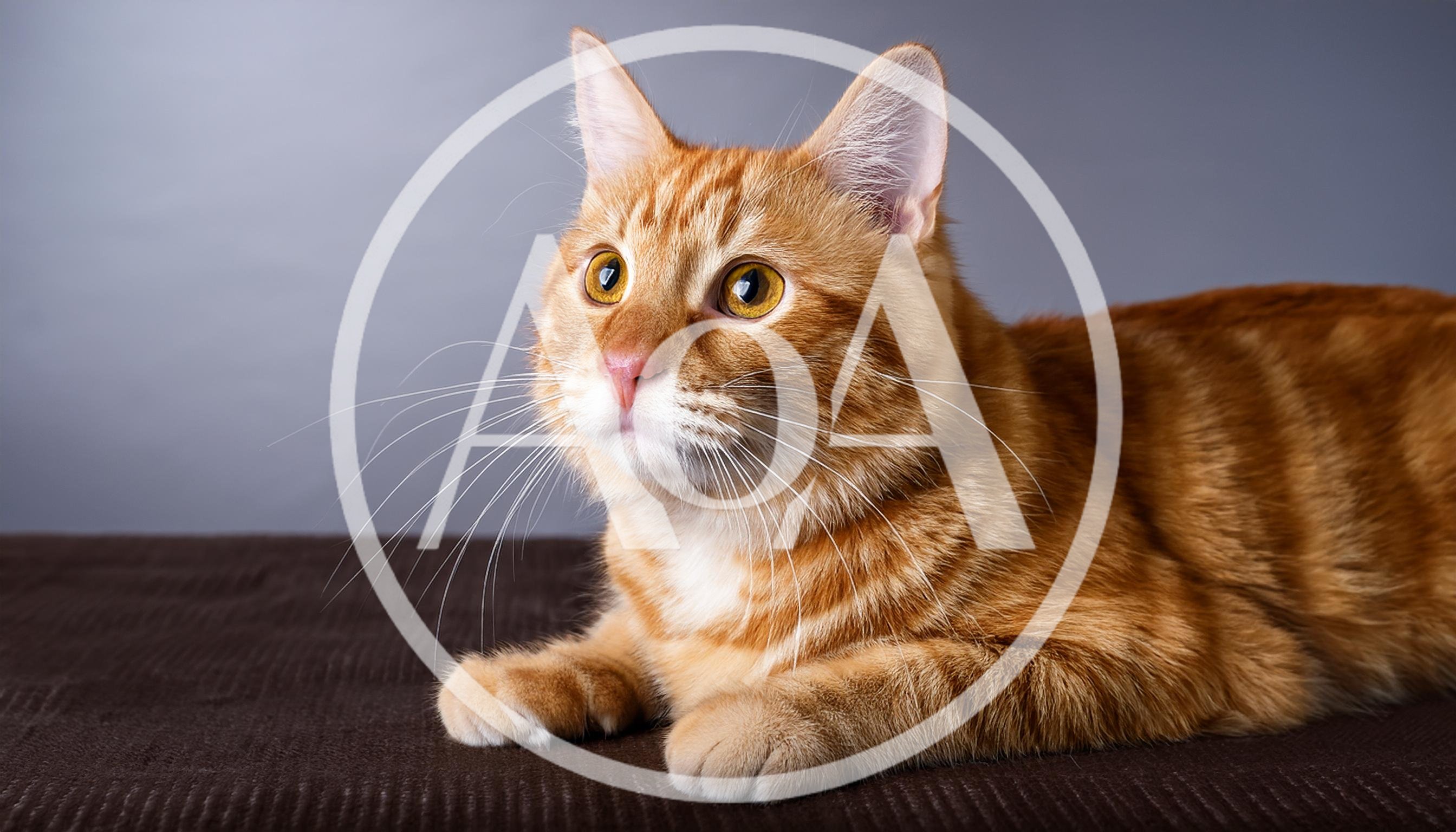 Ginger Tabby Cat Resting On Brown Surface