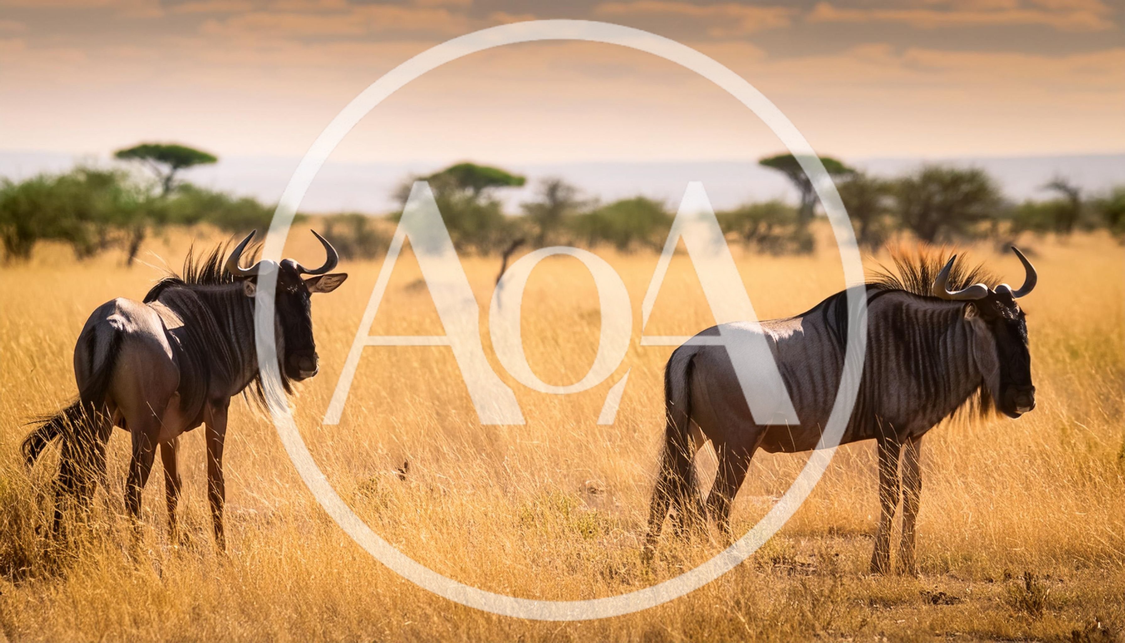Two Blue Wildebeest Standing In The African Savanna