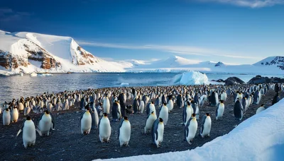 Large Colony Of Emperor Penguins On Antarctic Coast