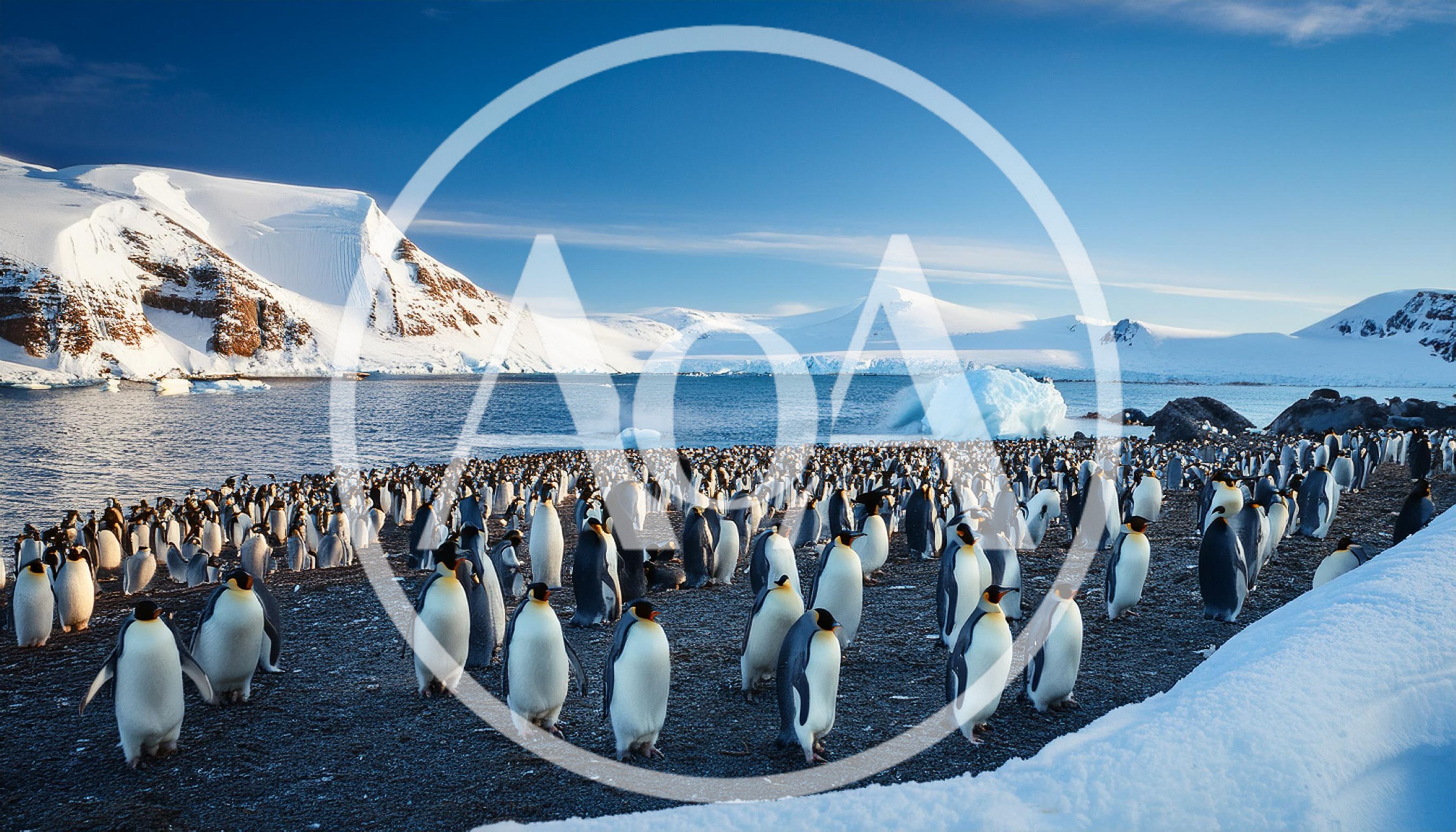 Large Colony Of Emperor Penguins On Antarctic Coast