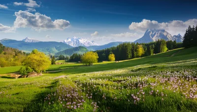 Alpine Meadow Landscape With Snow Capped Mountains