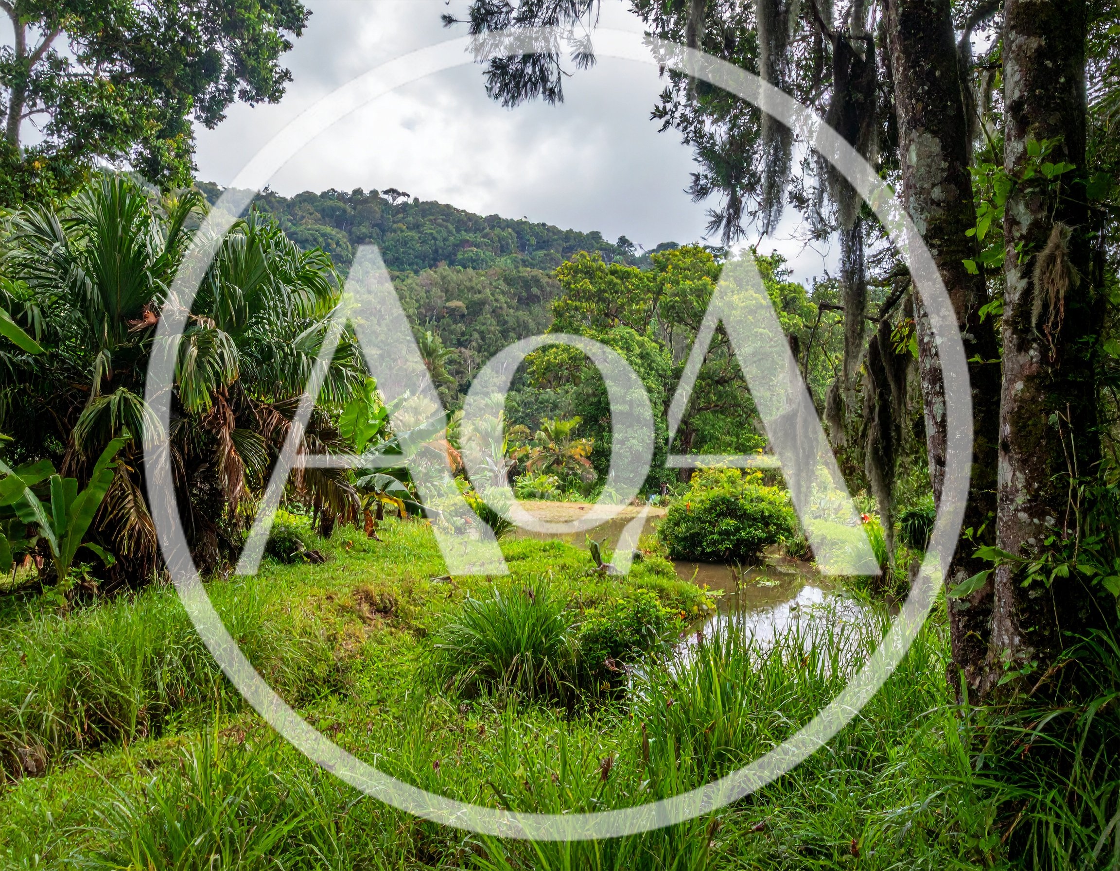 Lush Tropical Landscape With Pond And Forested Mountains