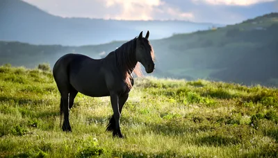 Majestic Black Horse Standing In A Grassy Meadow