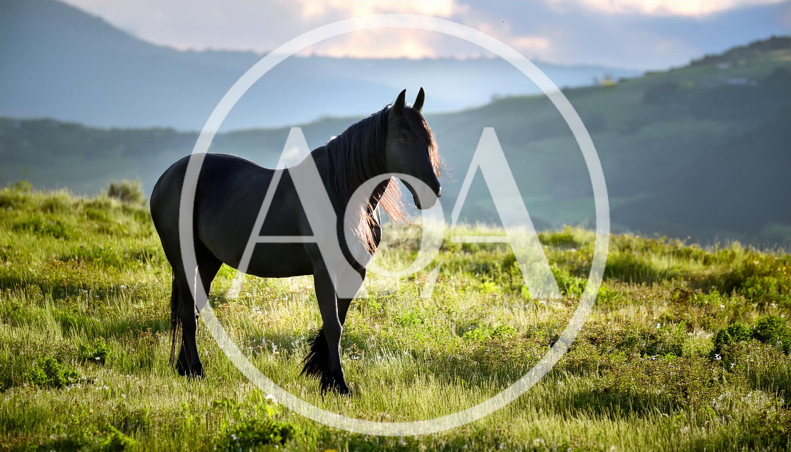 Majestic Black Horse Standing In A Grassy Meadow