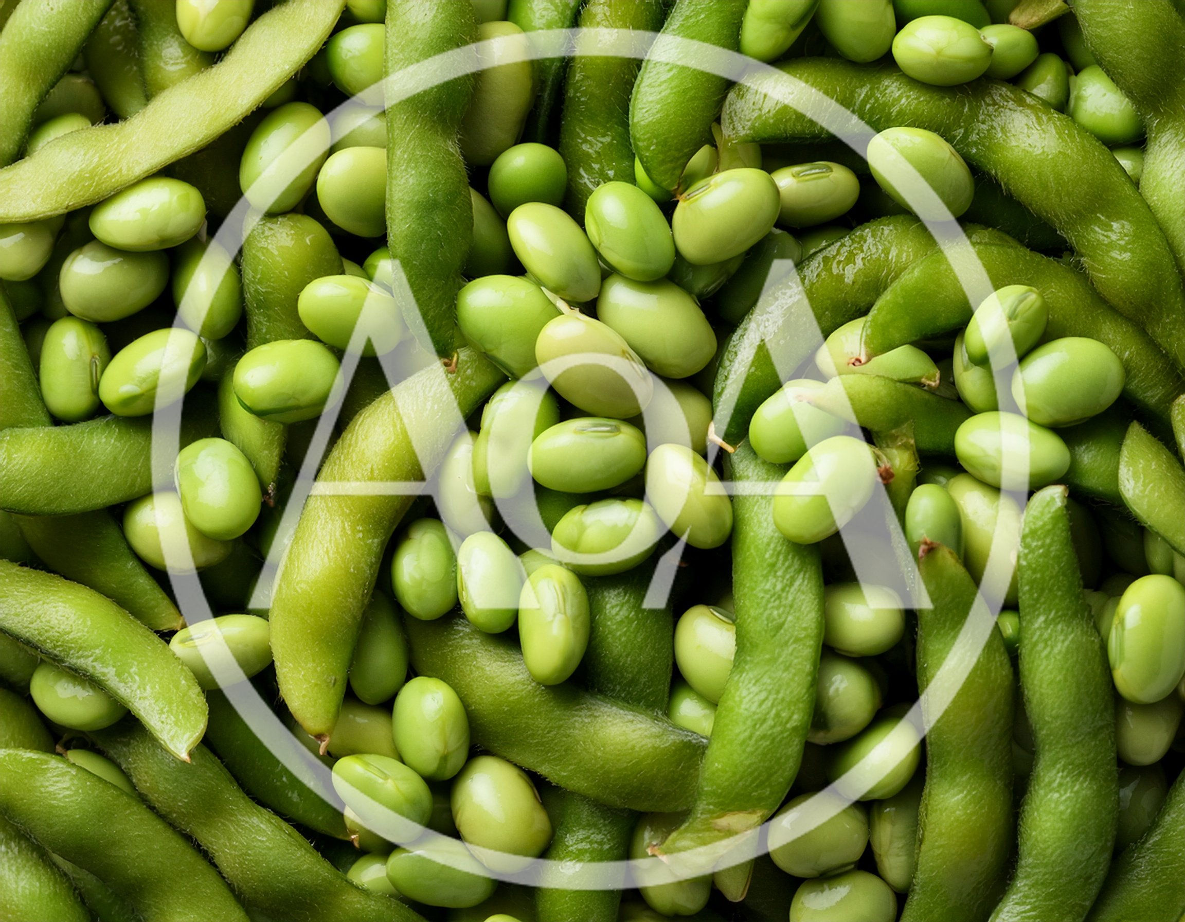 Fresh Green Edamame Soybeans In Pods