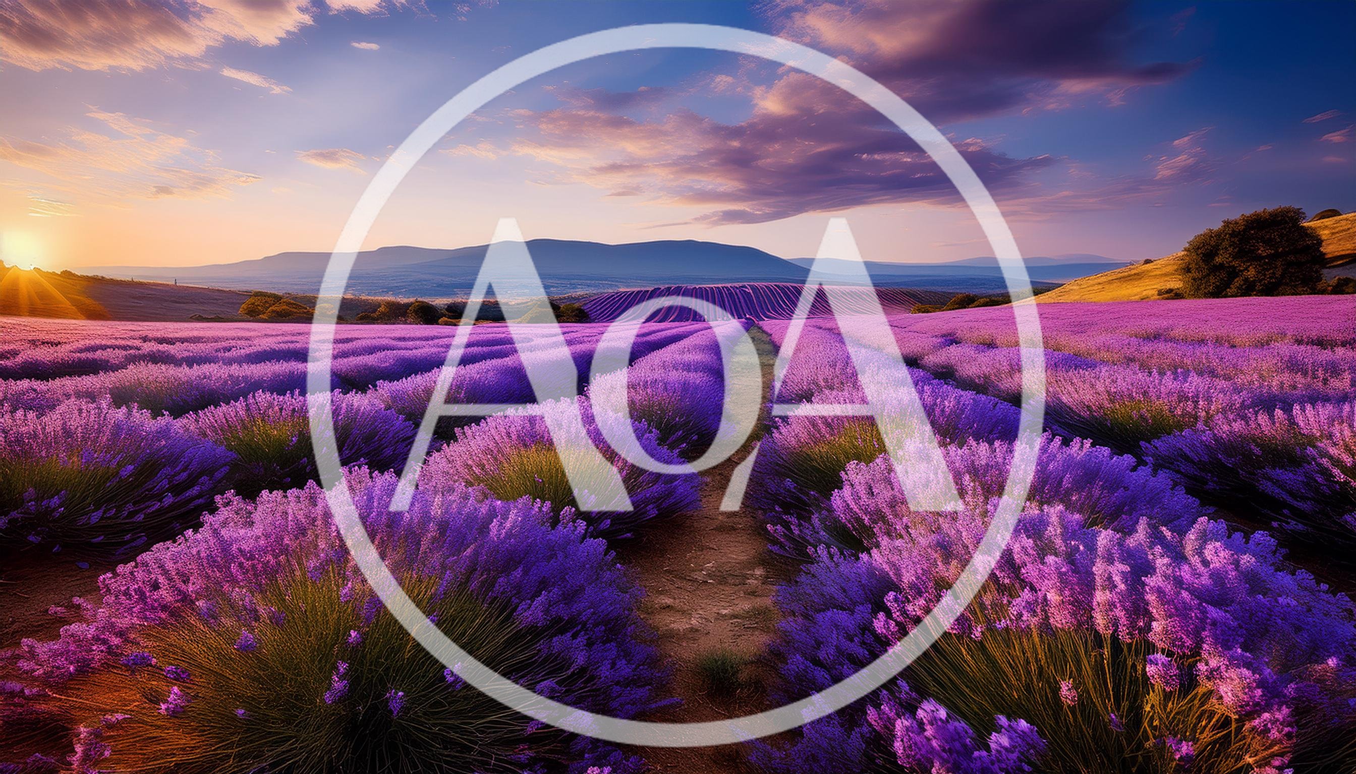 Vibrant Lavender Field At Sunset In Provence