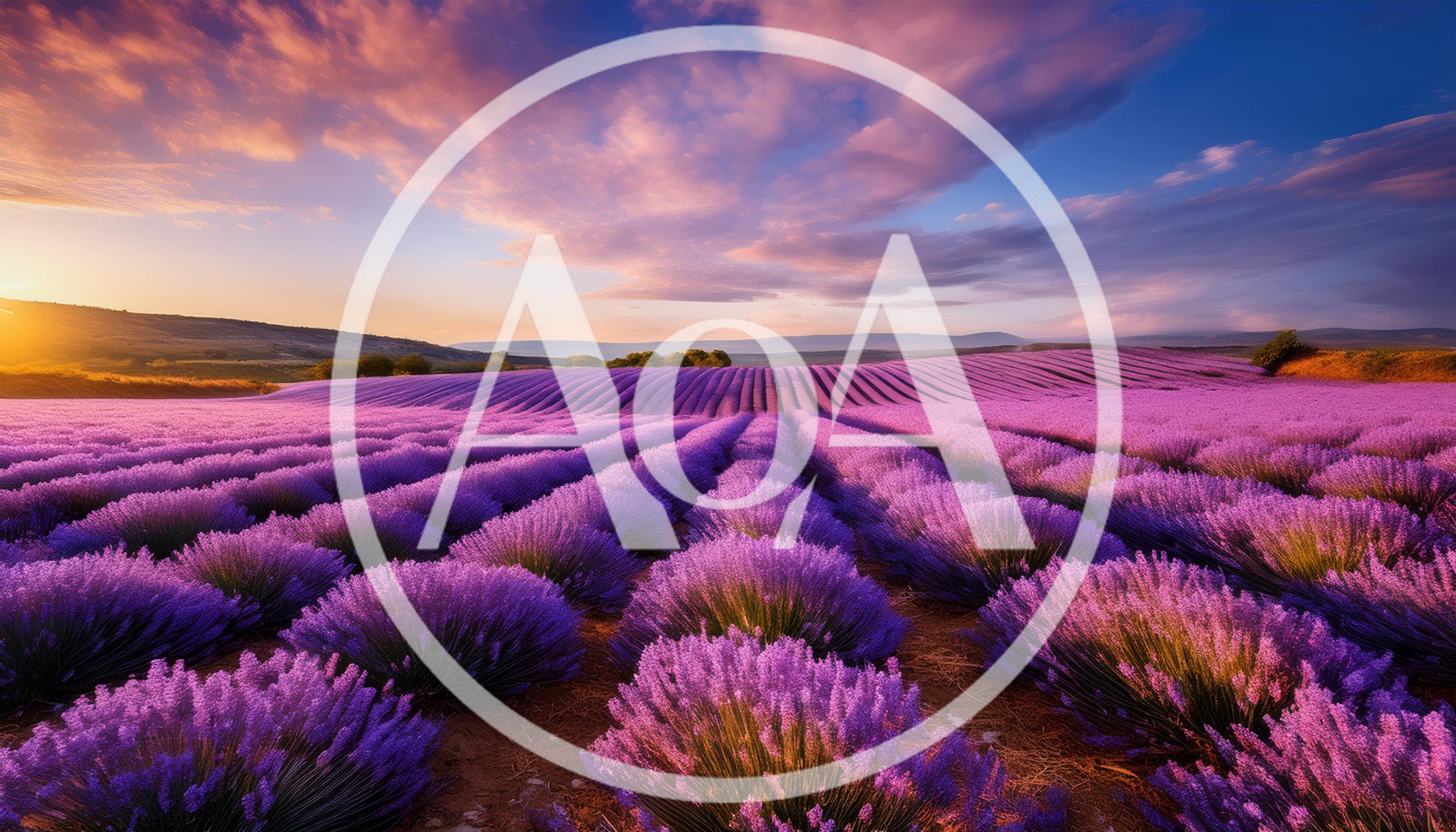 Vibrant Lavender Field Under A Dramatic Sunset Sky