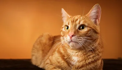 Portrait Of An Orange Tabby Cat On Orange Background